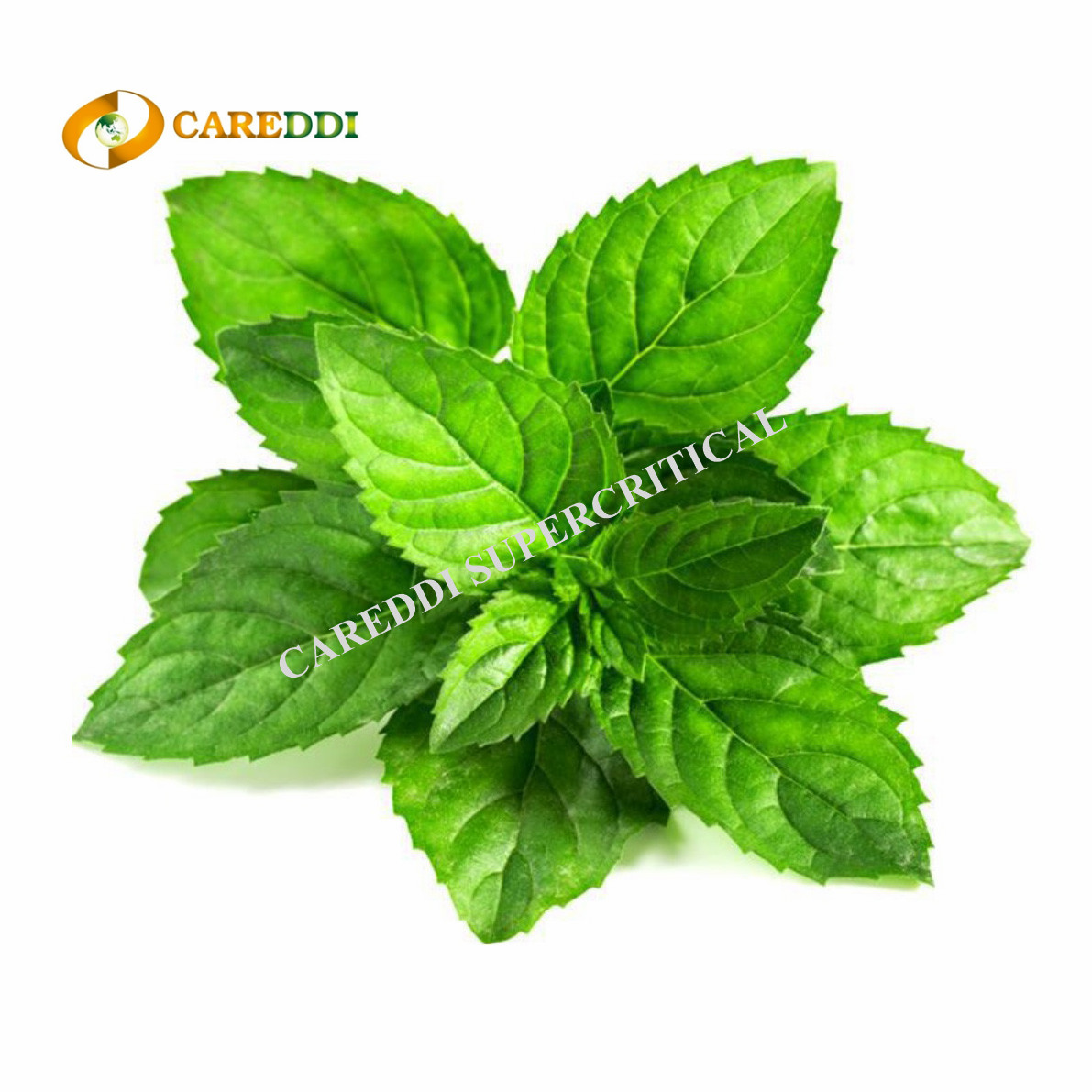 Peppermint Essential Oil Supercritical CO2 Extraction Peppermint Oil 