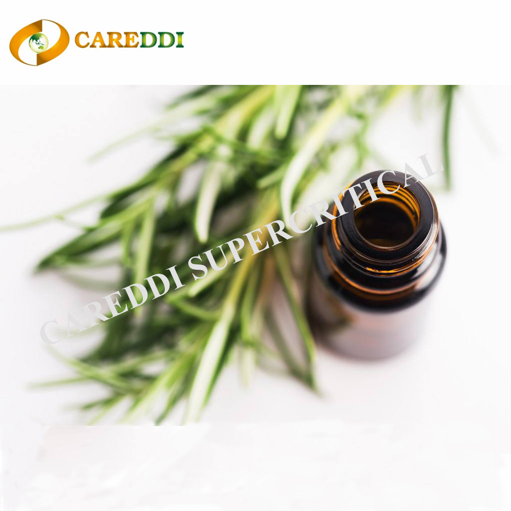 Rosemary Essential Oil Supercritical CO2 Extraction Rosemary Oil